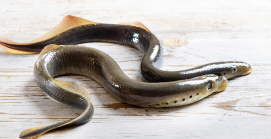 科学家在濒危鳗鱼生殖器官中发现有毒金属