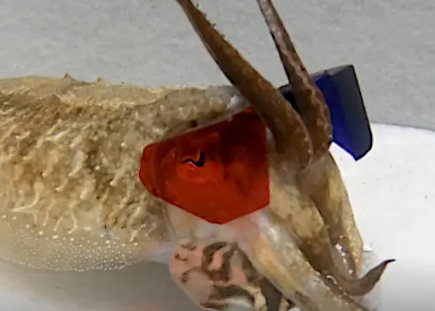 科学家给墨鱼3D眼镜和虾片进行视力研究