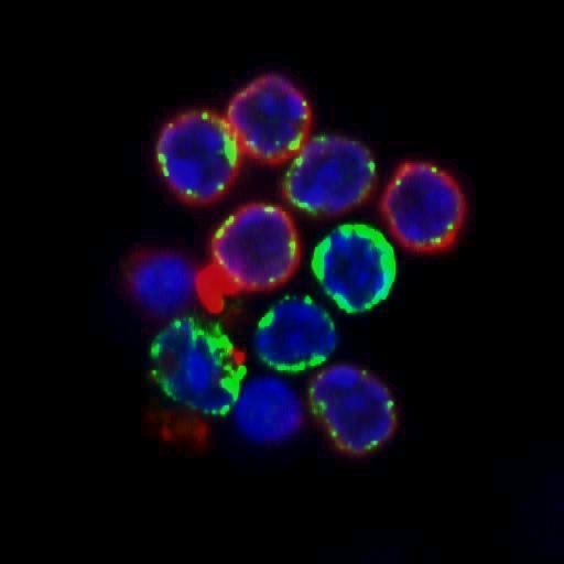 B细胞在适应性免疫中起着核心作用