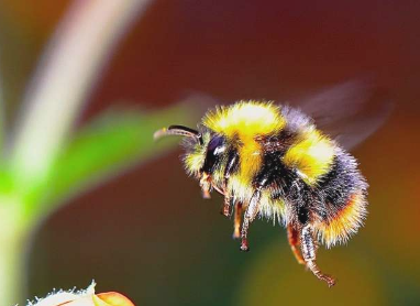蜜蜂的大脑大小与饮食多样性有关