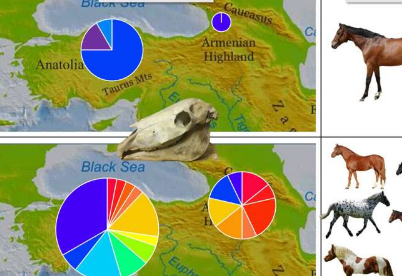 基因测试表明马的驯化不是在安纳托利亚开始的