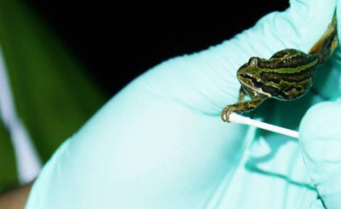 使用环境DNA帮助阻止青蛙鸣叫