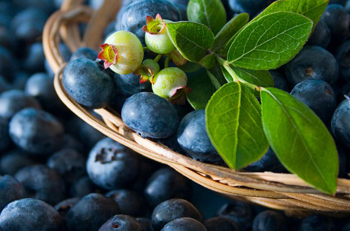 野蓝莓的果汁可提供心脏保护作用并且还可以改善2型糖尿病患者的血压