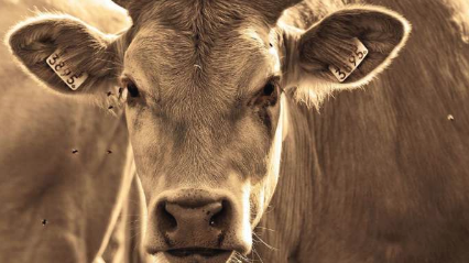 有机和传统奶牛场之间微生物群落的差异