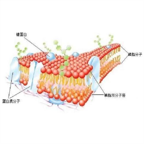 介绍下红细胞膜的结构与功能是什么