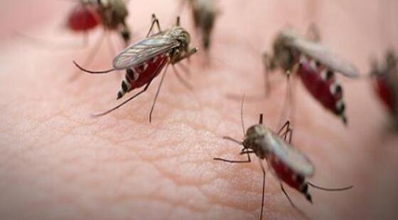 通过建立全男性种群消除了实验室中的疟疾蚊子