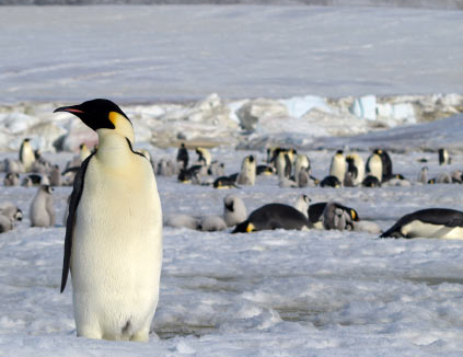 在南极发现了八个帝企鹅新殖民地