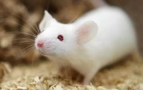 运动皮层的输入使小鼠可以进行灵巧运动