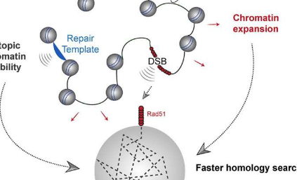 DNA损伤后组蛋白降解增强修复