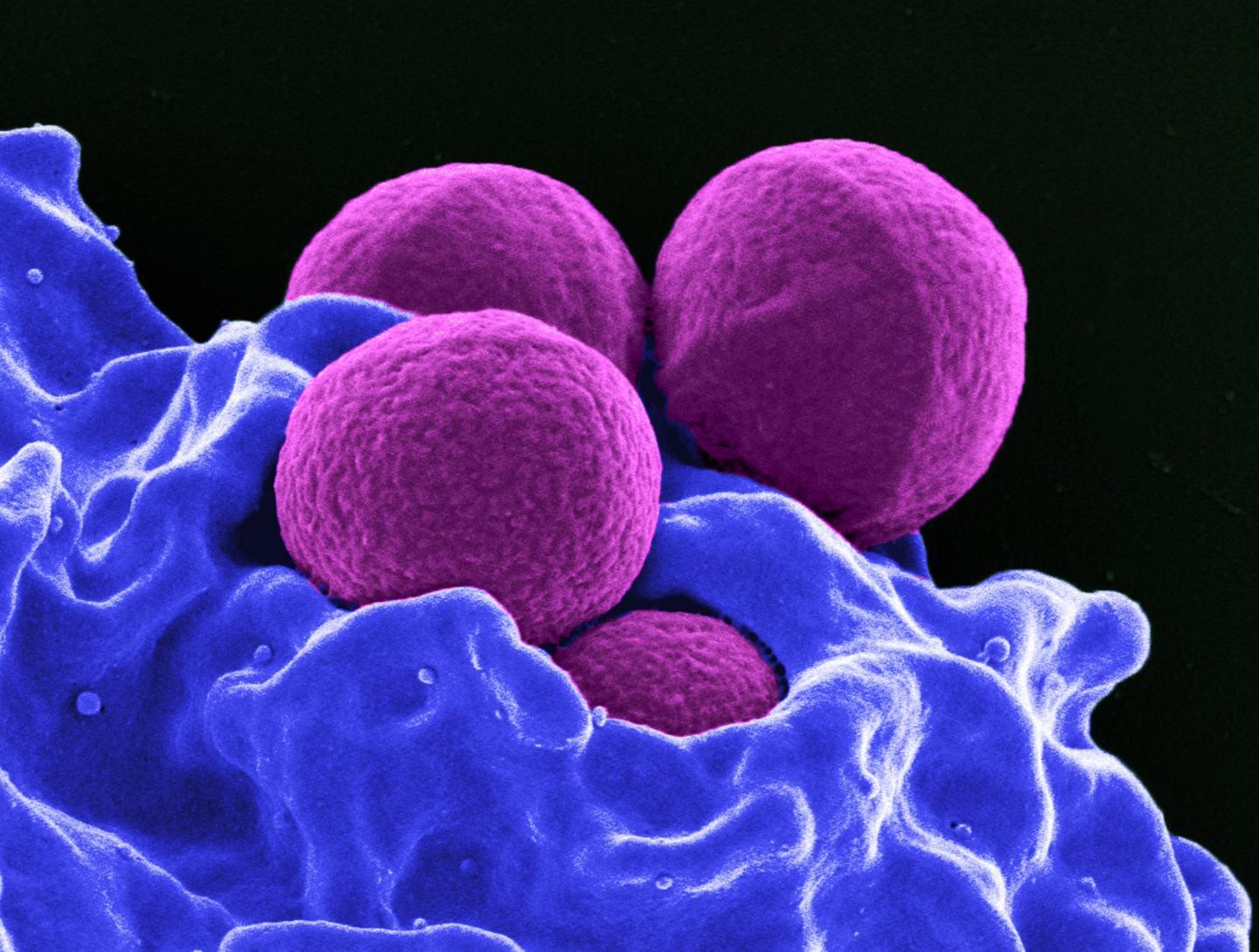 感染细菌如何在同胞中产生遗传变异