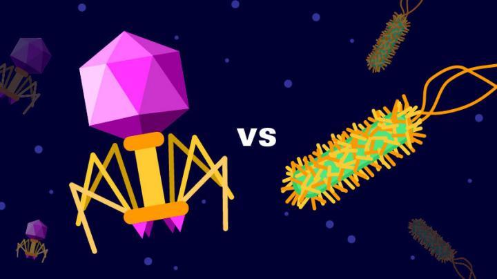 肠道微生物组中病毒和细菌如何相互平衡