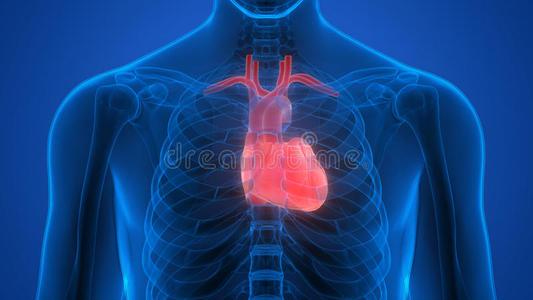 研究人员发现呼吸与心脏的问题有关