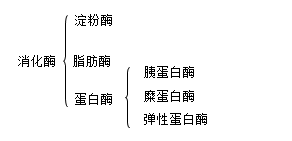 科普下胰腺的外分泌功能是什么