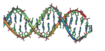 健康膀胱中的DNA变化为癌症如何产生提供了线索
