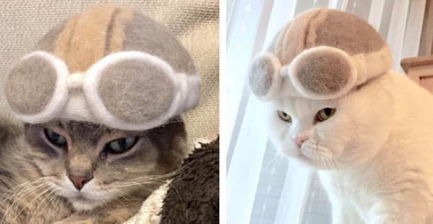 夫妇用猫的毛发做成了一顶帽子