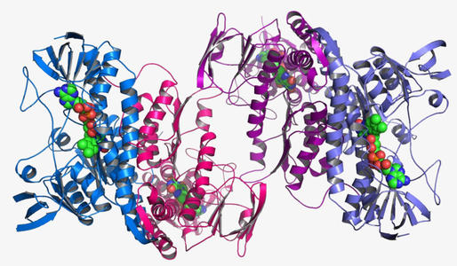 每种蛋白质都涉及人类生命所必需的许多功能