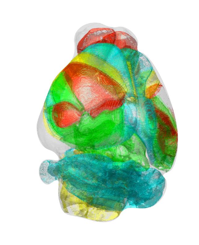 研究人员利用自动3D神经映射解开复杂的大脑网络