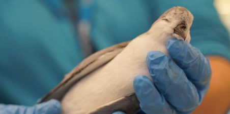 一项新的研究首次将塑料摄入与海鸟中的膳食金属联系起来
