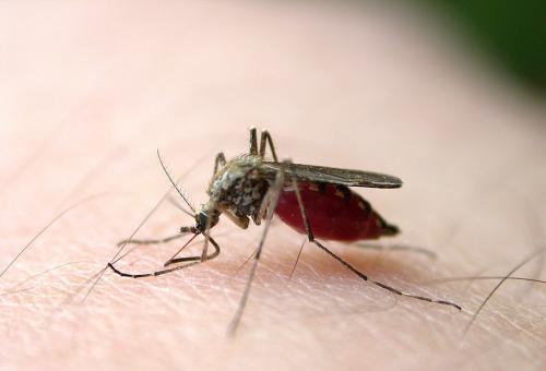 发现为对抗最致命的疟疾铺平了道路
