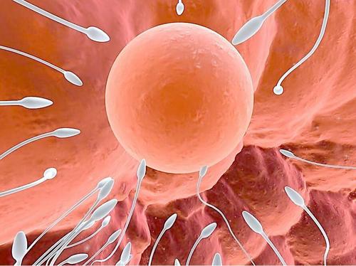 研究可能会朝着实验室种植的卵子和精子治疗不孕症迈进