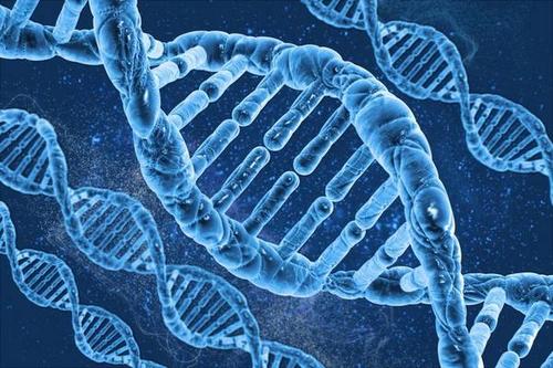 研究DNA重排以了解癌症
