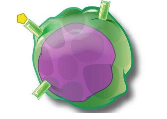 新的免疫细胞群可能在多发性硬化症中起作用