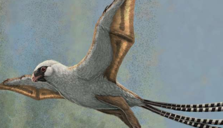 这两种鸟类大小的恐龙进化出了滑翔的能力 但并不擅长