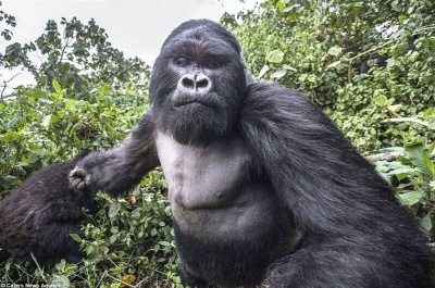 游客继续将疾病传播到濒临灭绝的山地大猩猩中
