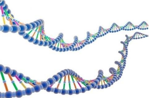 科学家发现人类基因组中与风险有关的新领域