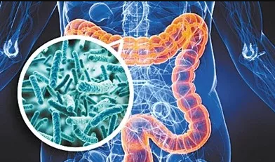 大肠癌的新机制揭示了肠道微生物的关键作用