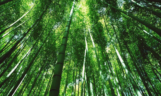 二氧化碳将保护雨林和高危野生动植物种