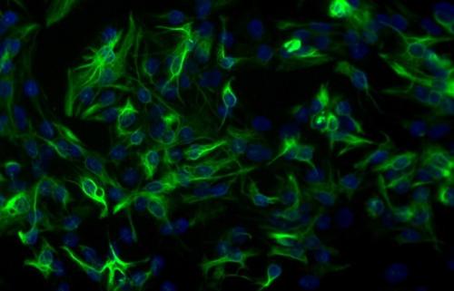 星形胶质细胞如何帮助神经元形成突触