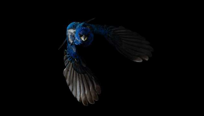 迁徙和蜕皮影响鸟类如何改变颜色