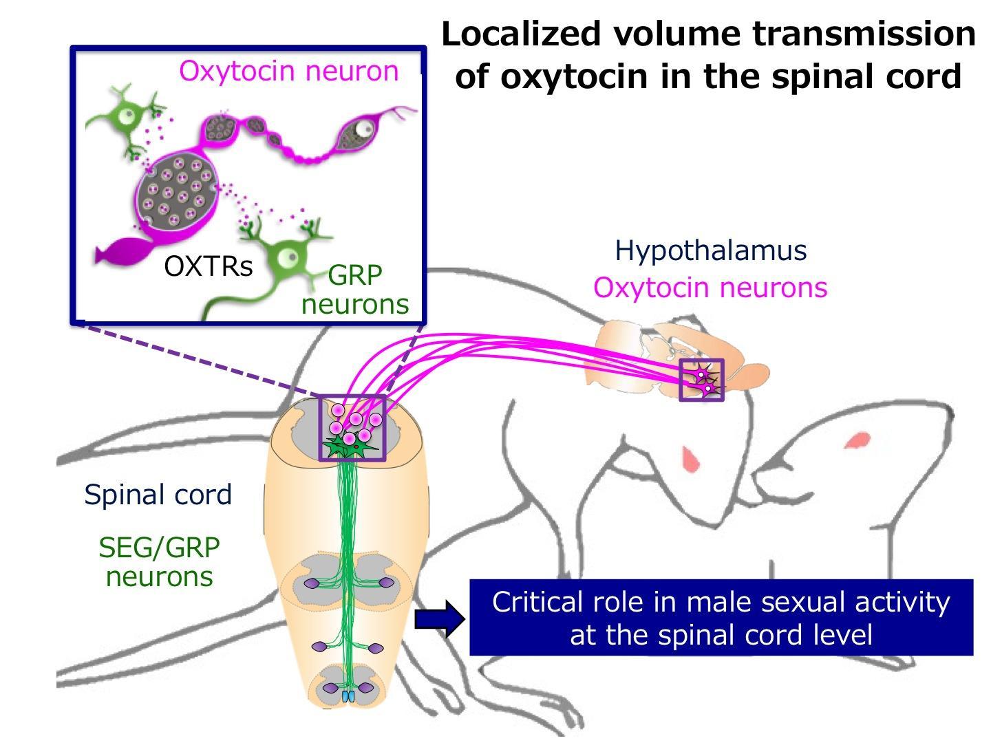 研究人员解释了催产素控制男性性功能和行为的机制