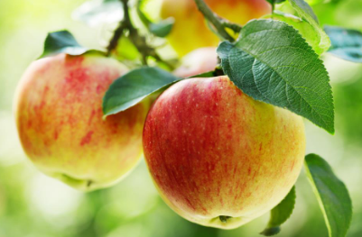 苹果可以保护细胞免受氧化损伤并增强免疫系统
