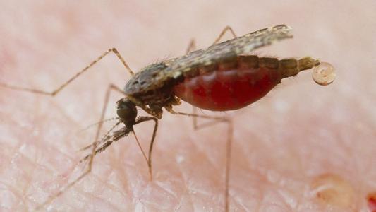 疟疾在血液中生存的秘密被发现