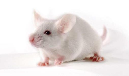 抑郁小鼠的新见解可帮助研究人员整合两个假设