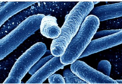 研究发现超级细菌可以吞噬竞争对手 然后抵抗所有已知的抗生素