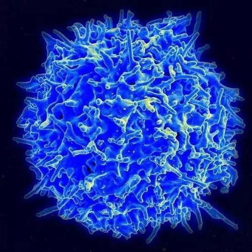 blinatumomab可改善B细胞急性淋巴瘤患者的生存率