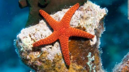 海星如何积累数量以攻击珊瑚礁