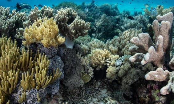 甚至生物多样性的珊瑚礁仍然易受气候变化和入侵物种的影响