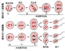 大脑中的干细胞会分裂数月以产生新的神经细胞