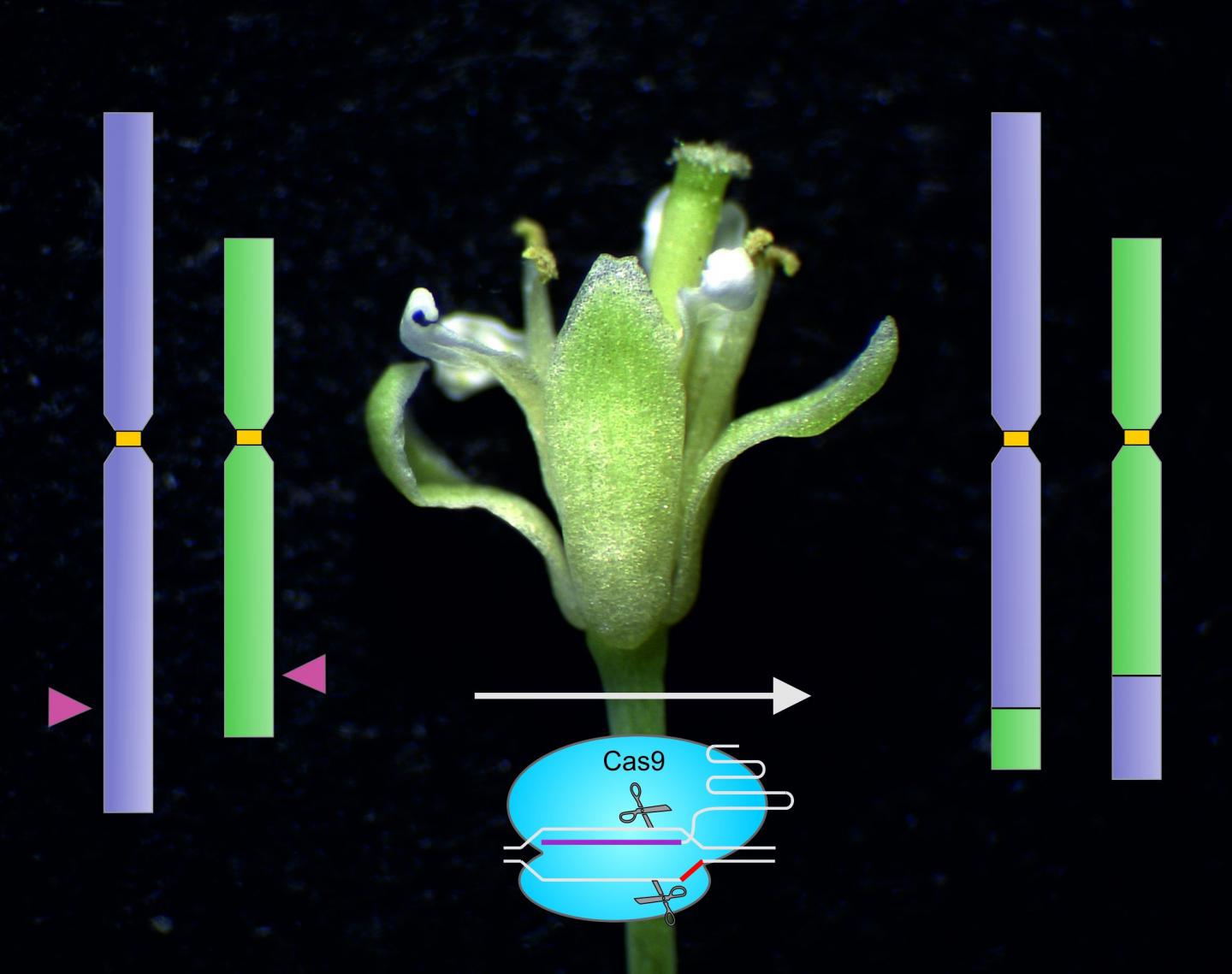 科学家使用分子剪刀在染色体之间提取出的新基因组修饰技术