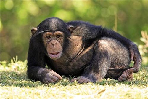 黑猩猩可以帮助追溯人类祖先的语音演变