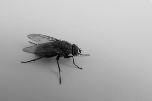 新研究揭示苍蝇如何为生存做出即时决策
