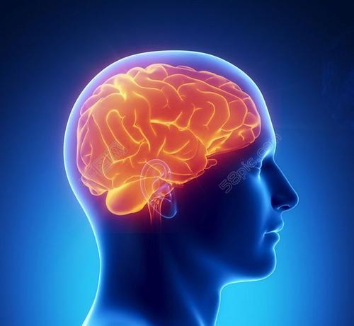科学家发现大脑对感觉刺激的敏感性取决于心动周期