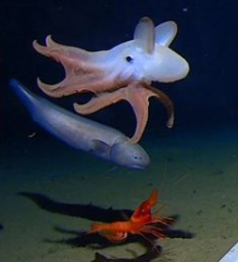 科学家在视频中捕捉到了世界上最深的章鱼