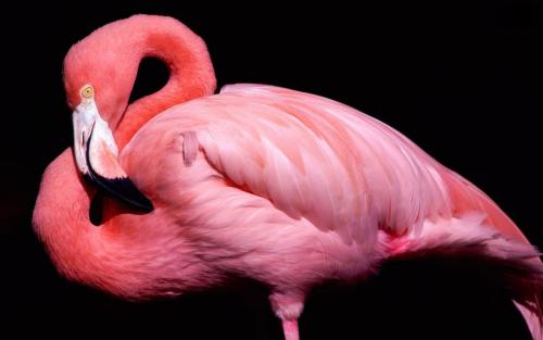 研究人员发现粉红色的火烈鸟更具攻击性