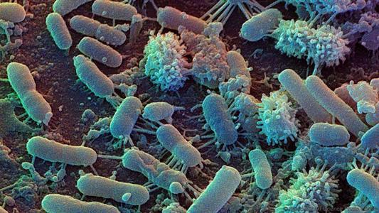 新型治疗测试的干扰素可能会增加细菌感染的风险