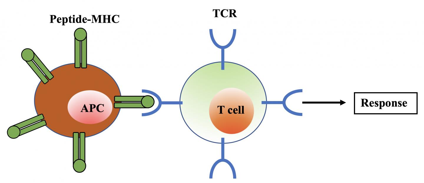 科学家发现放松的T细胞对免疫反应至关重要
